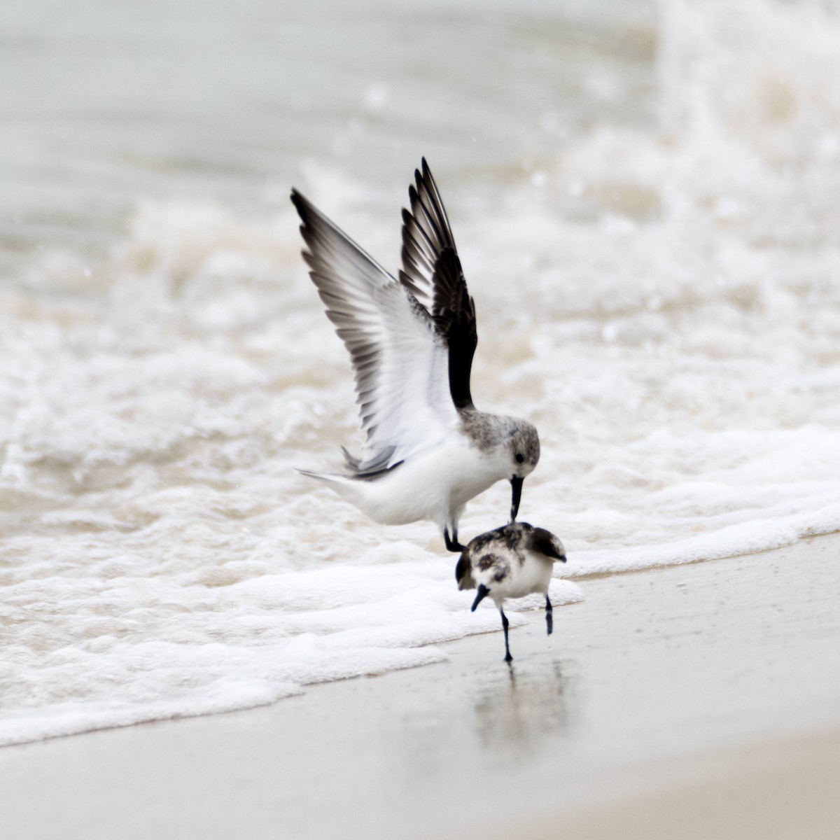 Sanderling - ML45341891