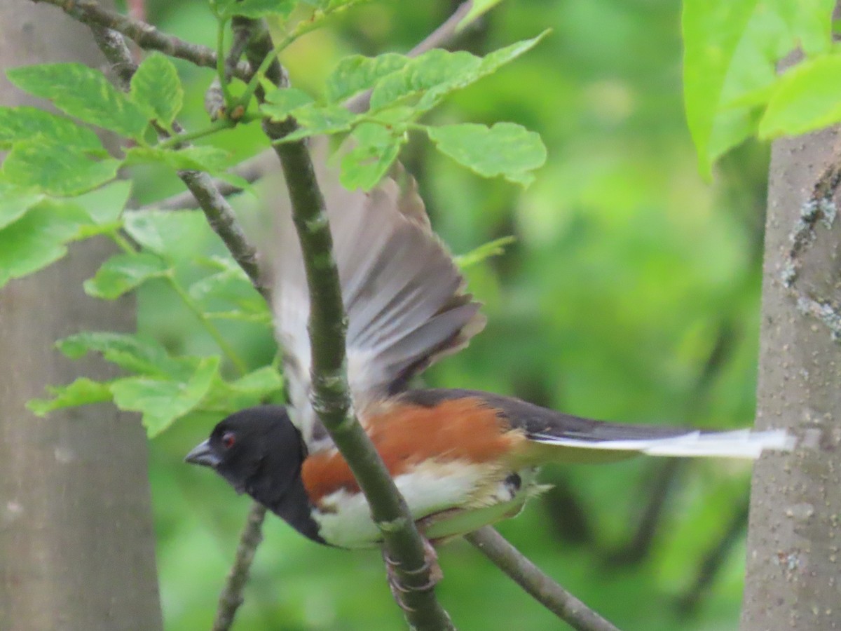 Eastern Towhee - David Schaller