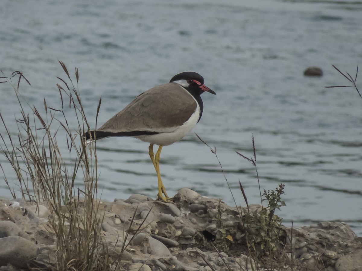 Red-wattled Lapwing - ML453420991