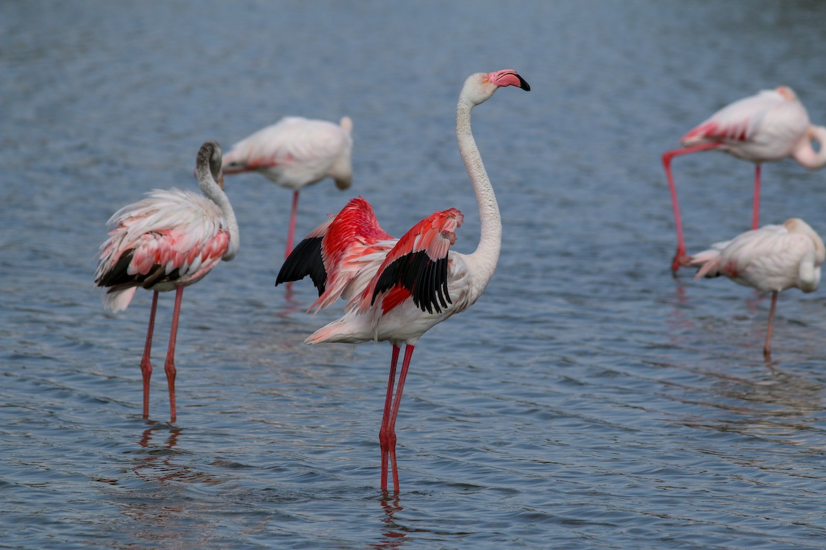 Greater Flamingo - ML453421521