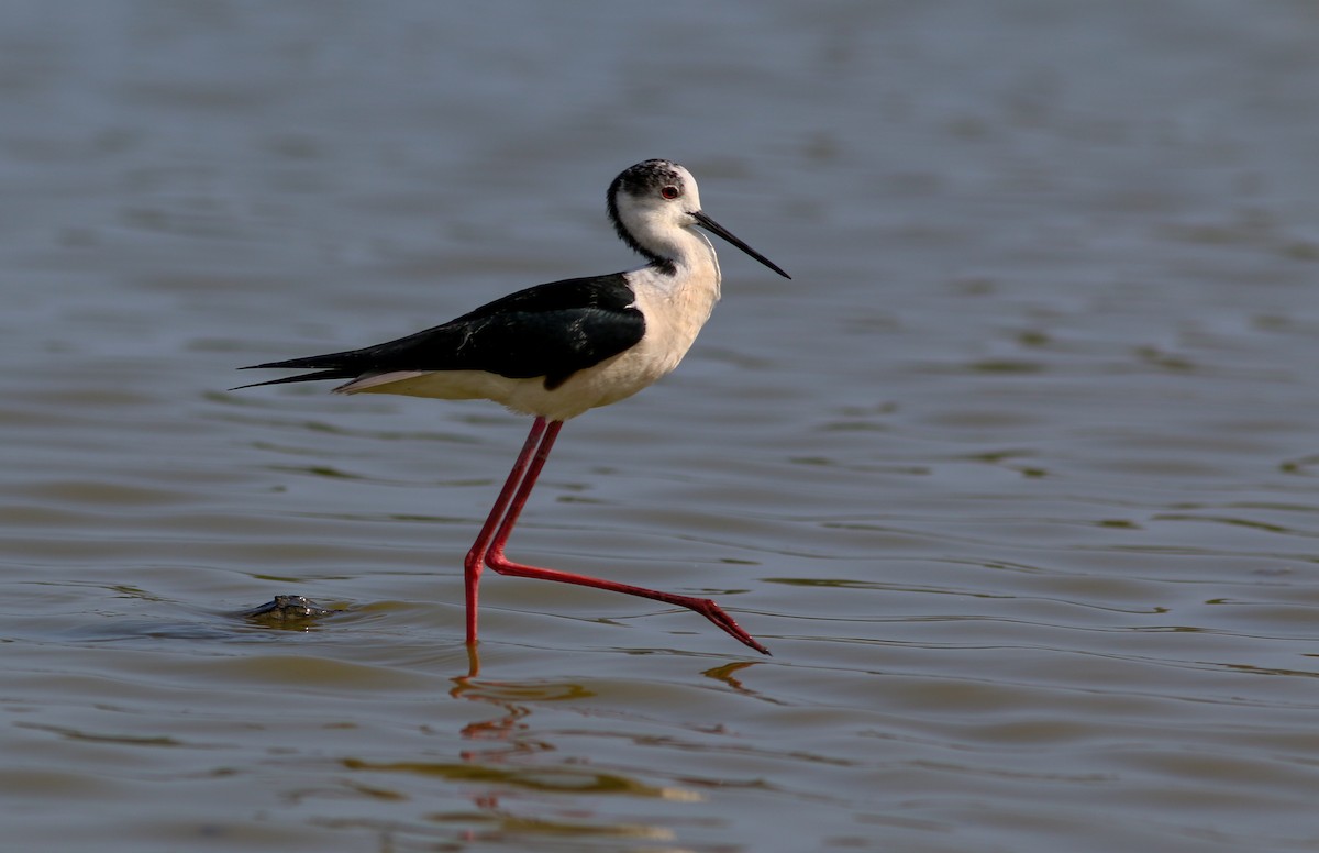 Black-winged Stilt - ML453421681