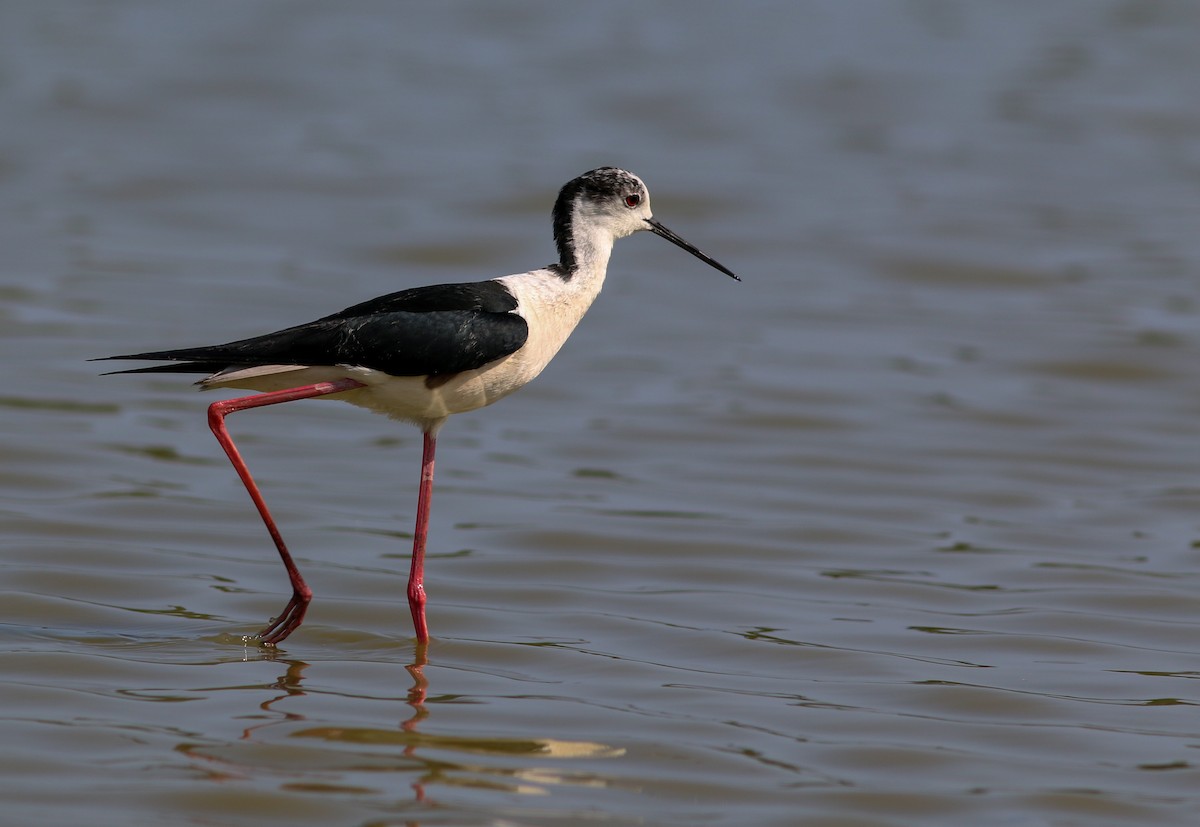 Black-winged Stilt - ML453421741