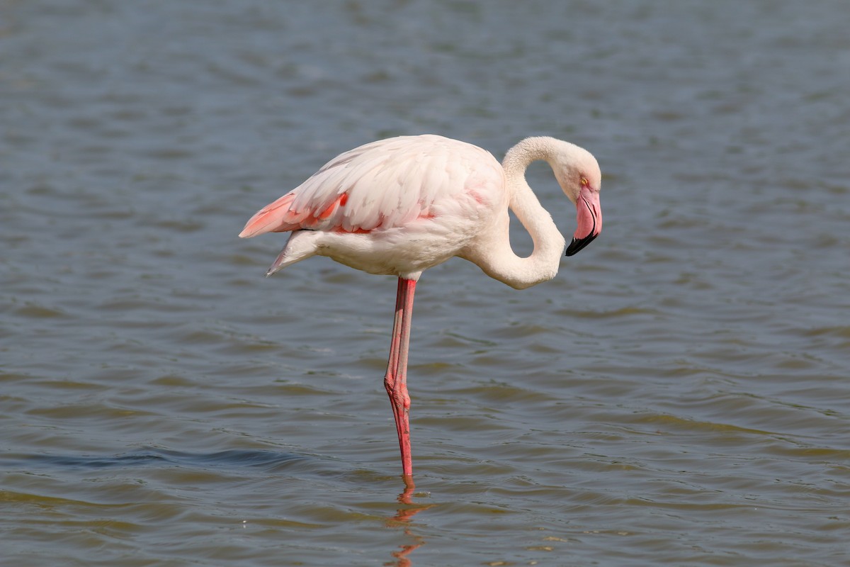 Greater Flamingo - ML453421801
