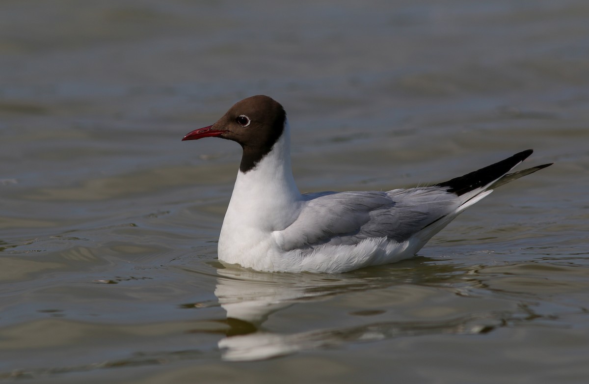 Black-headed Gull - ML453421851