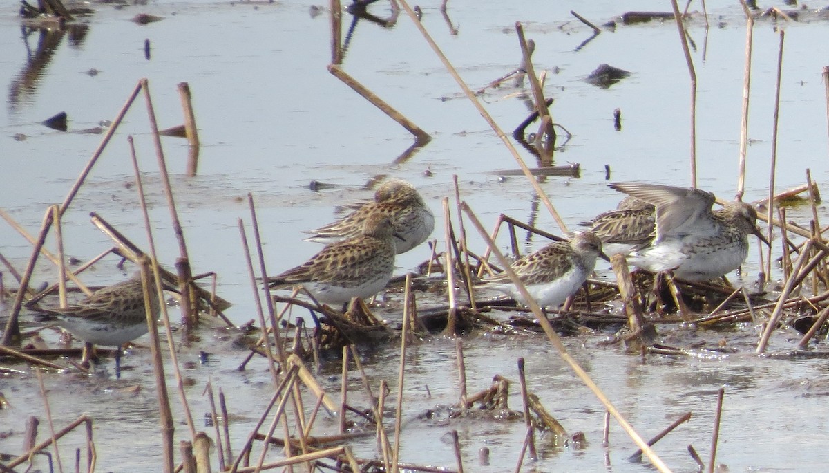 White-rumped Sandpiper - Robin Skinner