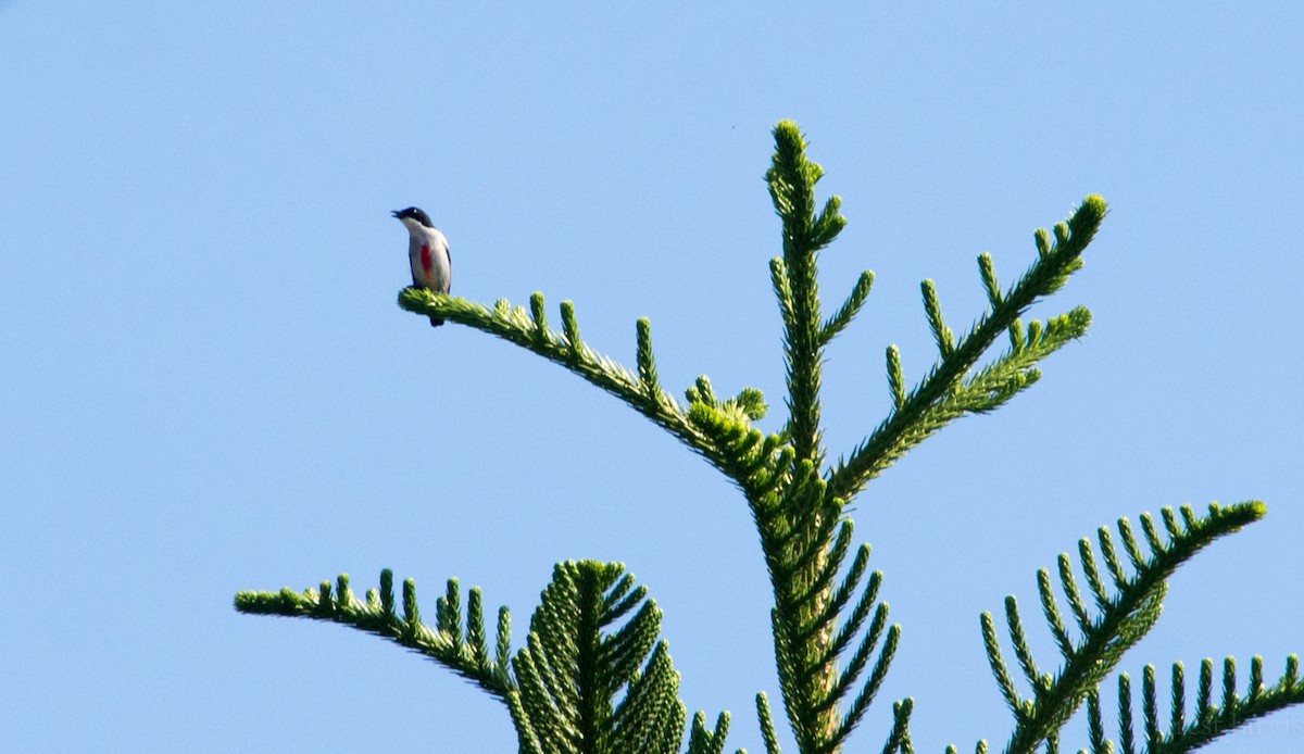 Red-keeled Flowerpecker - Forest Botial-Jarvis