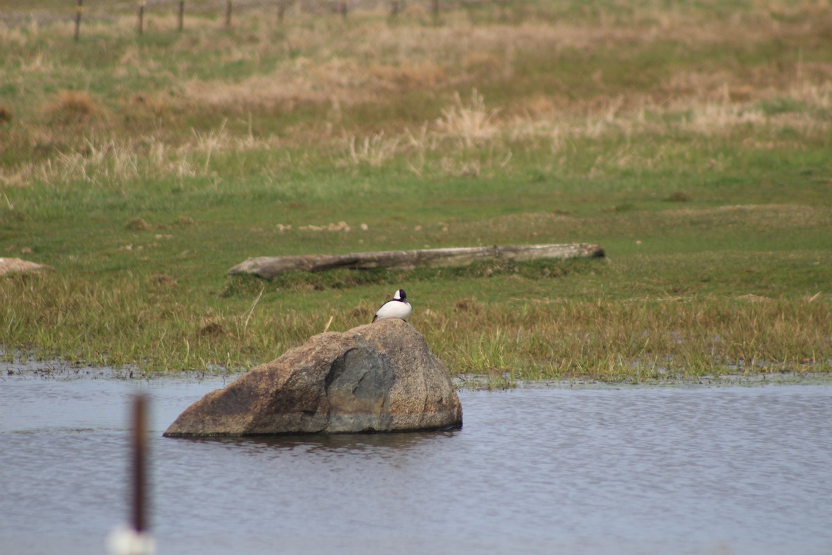 Bufflehead - Sarah Sabatke