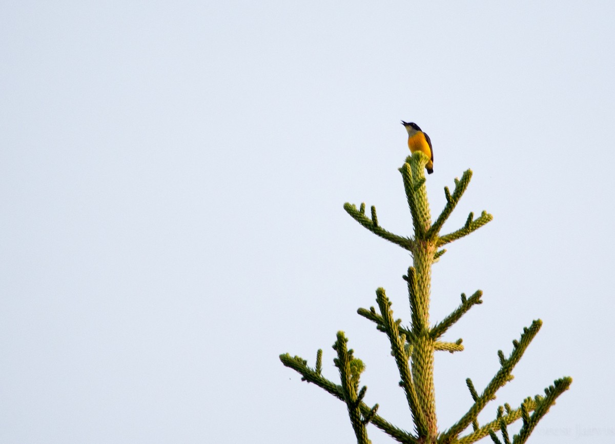 Orange-bellied Flowerpecker - Forest Botial-Jarvis