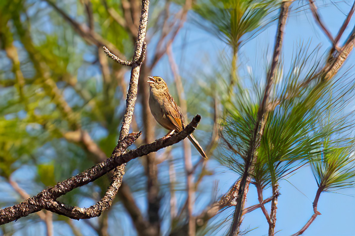 Bachman's Sparrow - ML453423681