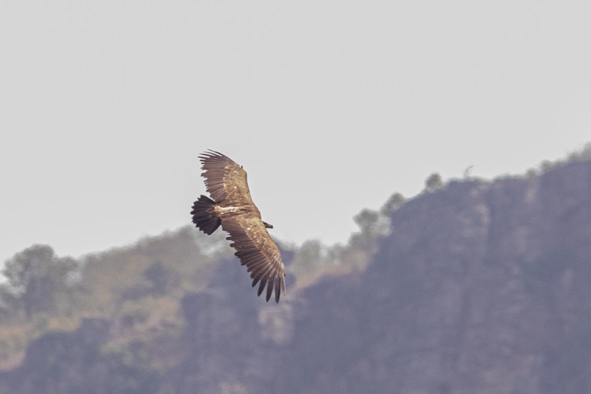 Indian Vulture - ML453423861