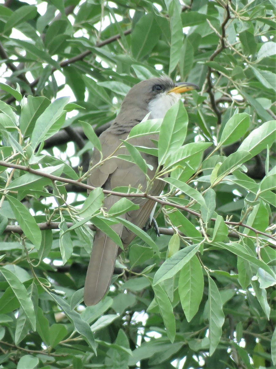 Yellow-billed Cuckoo - ML453424361