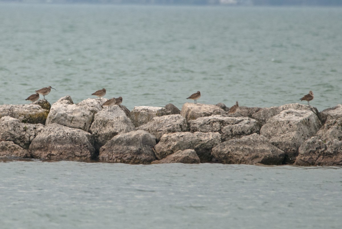 Whimbrel (Hudsonian) - ML453424391