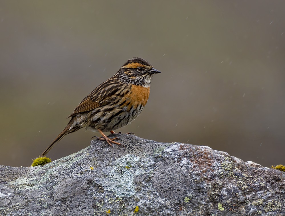 Rufous-breasted Accentor - ML453425141