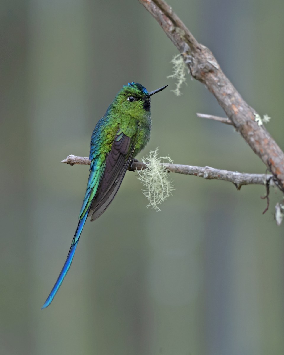 Long-tailed Sylph - Fisher Chavez - COAP-CUSCO Tunkiwasi lodge.