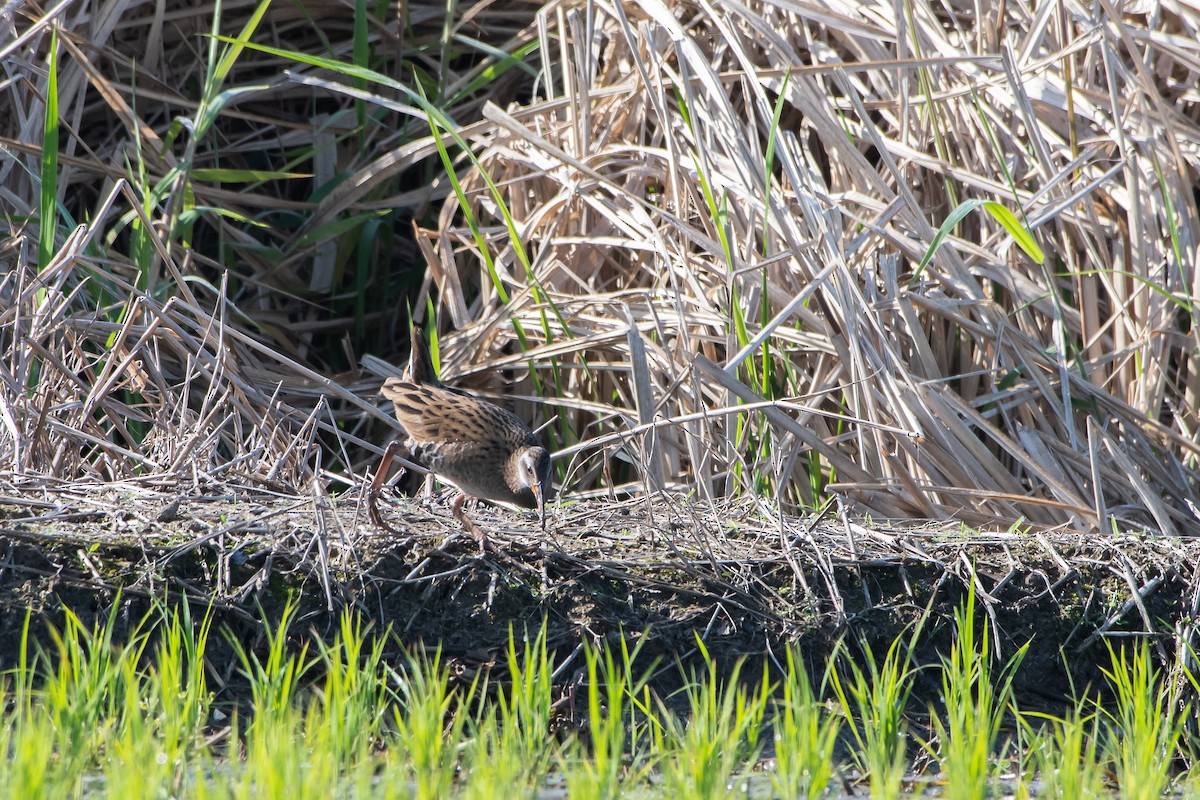 Brown-cheeked Rail - ML453425221