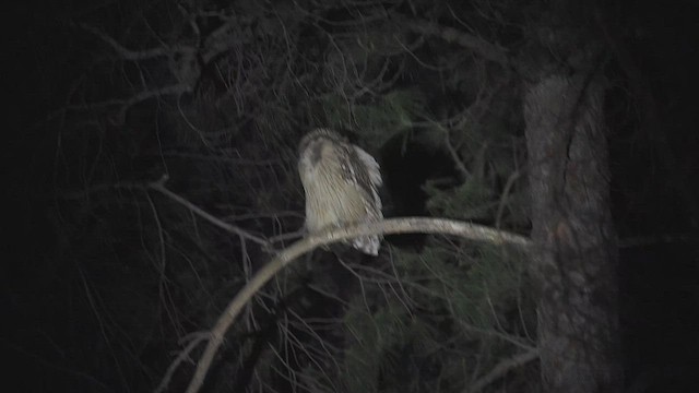 Brown Fish-Owl (Turkish) - ML453425421