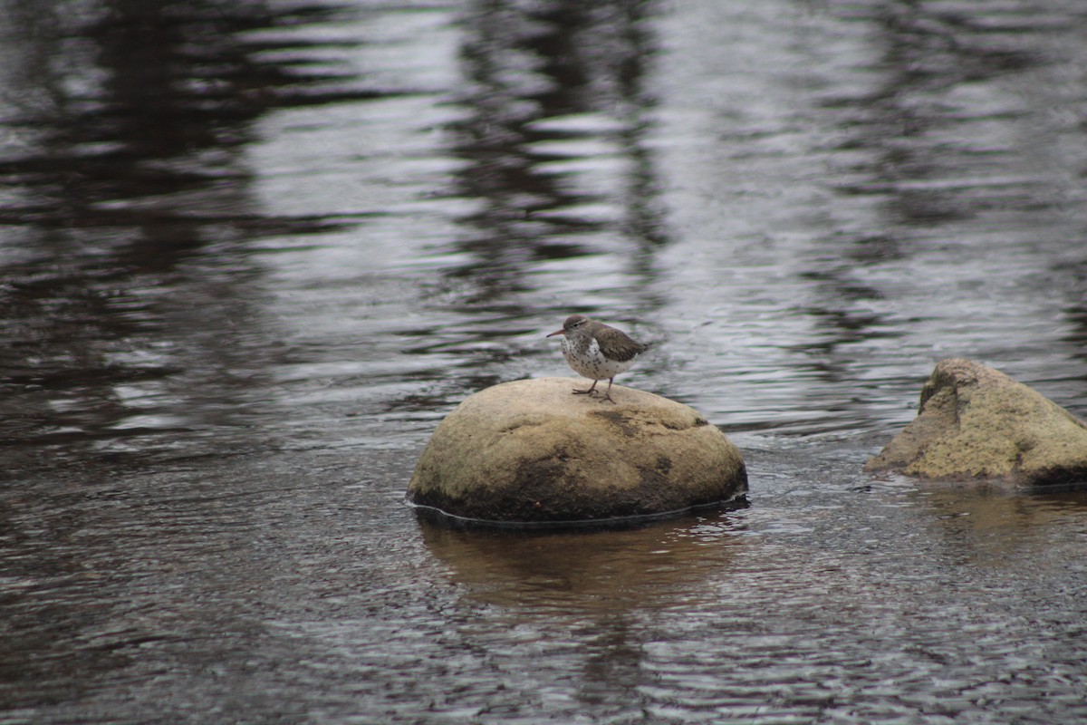 Spotted Sandpiper - ML453425481