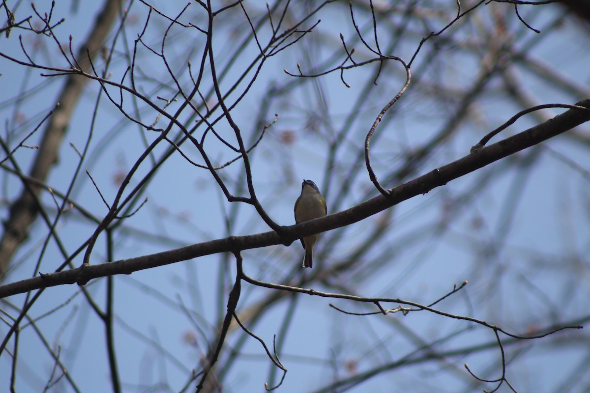 Mavi Başlı Vireo - ML453426211