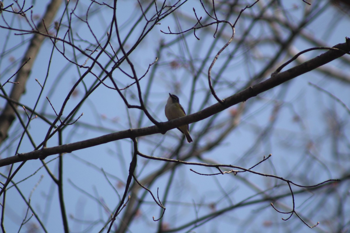 Vireo Solitario - ML453426231