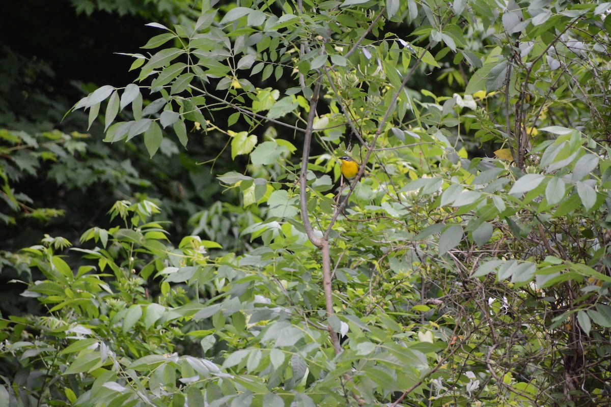 Yellow-breasted Chat - ML453426761