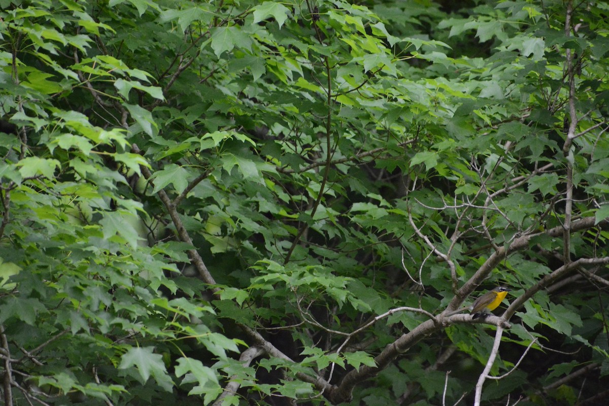 Yellow-breasted Chat - ML453426781