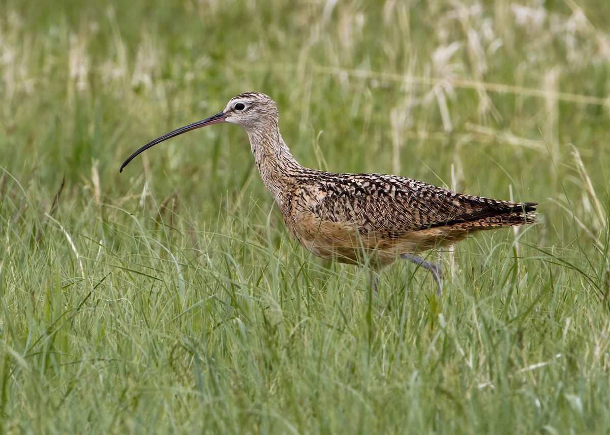 Long-billed Curlew - Mary Clausen