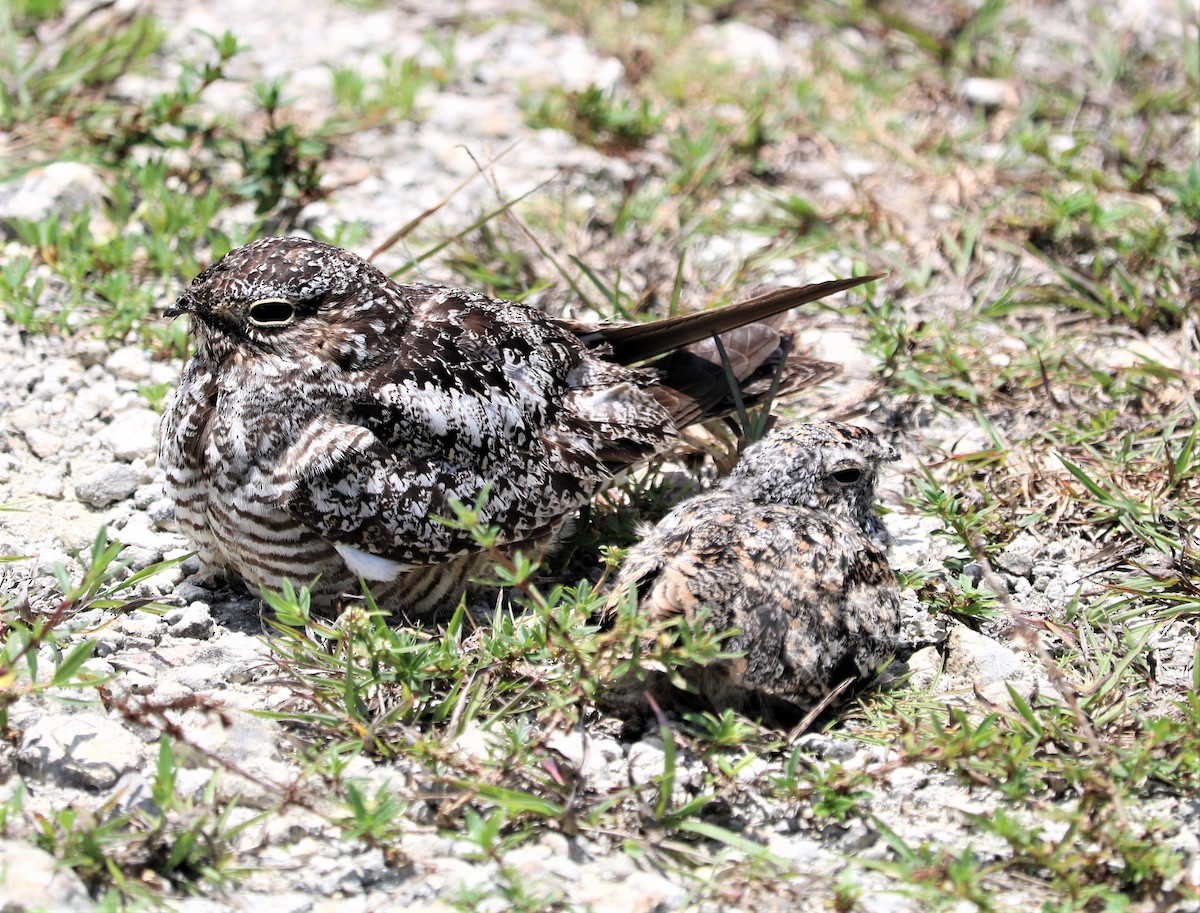 Antillean Nighthawk - Liz  Leslie Brace