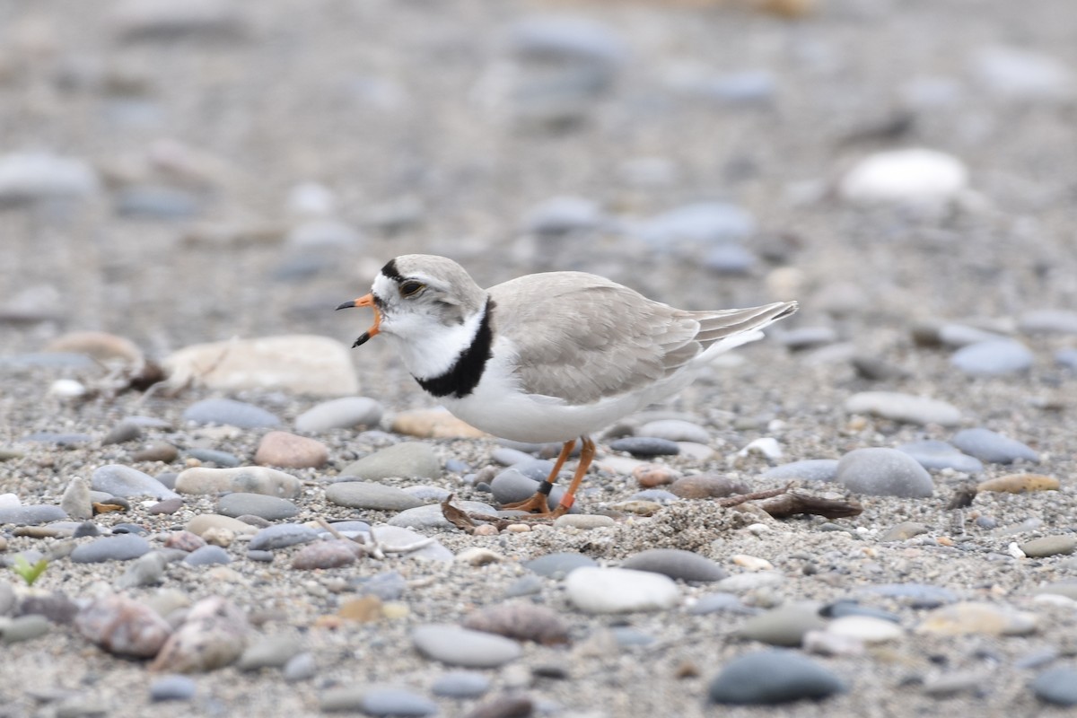 Piping Plover - Kevin Gevaert