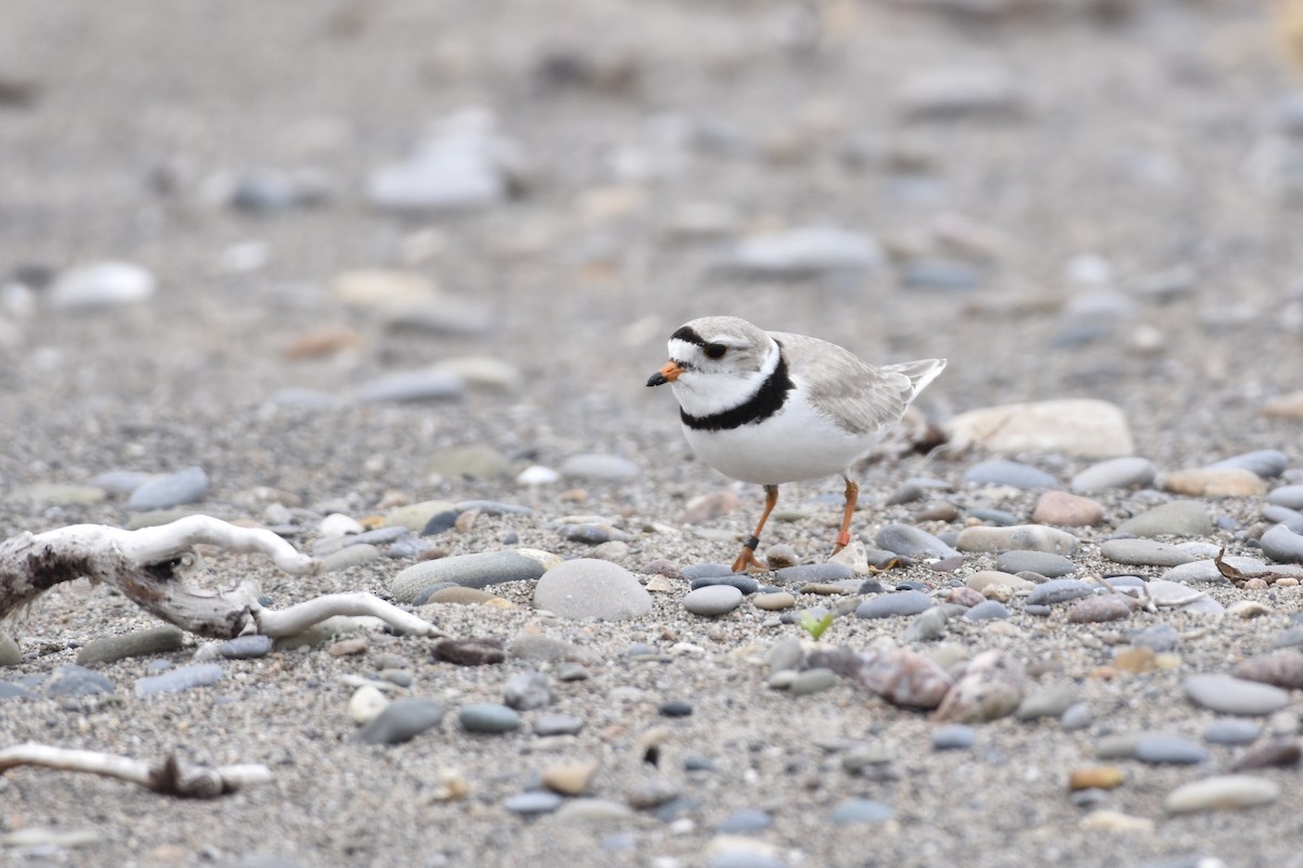 Piping Plover - Kevin Gevaert