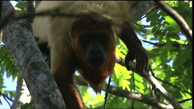 red howler monkey - ML453432