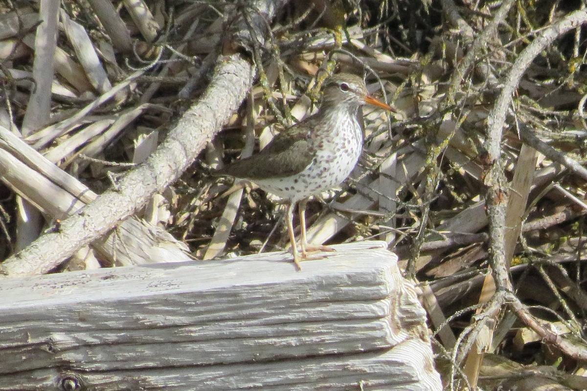 Spotted Sandpiper - ML453432491