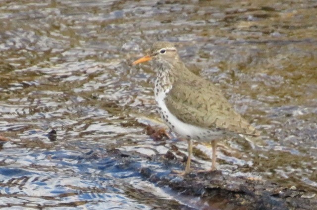 Spotted Sandpiper - ML453432571