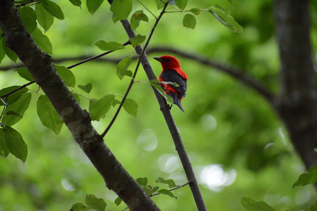 Scarlet Tanager - ML453434051