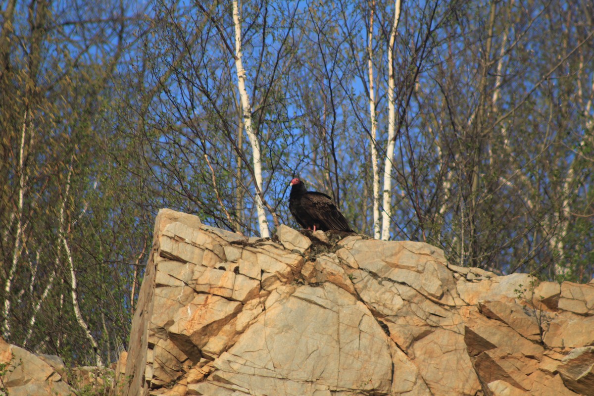 Turkey Vulture - ML453436121