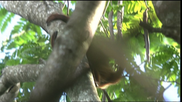 red howler monkey - ML453437