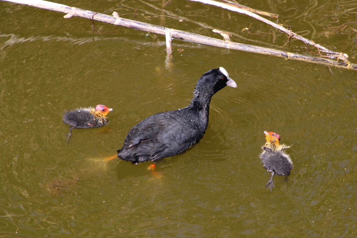 Eurasian Coot - ML453437441