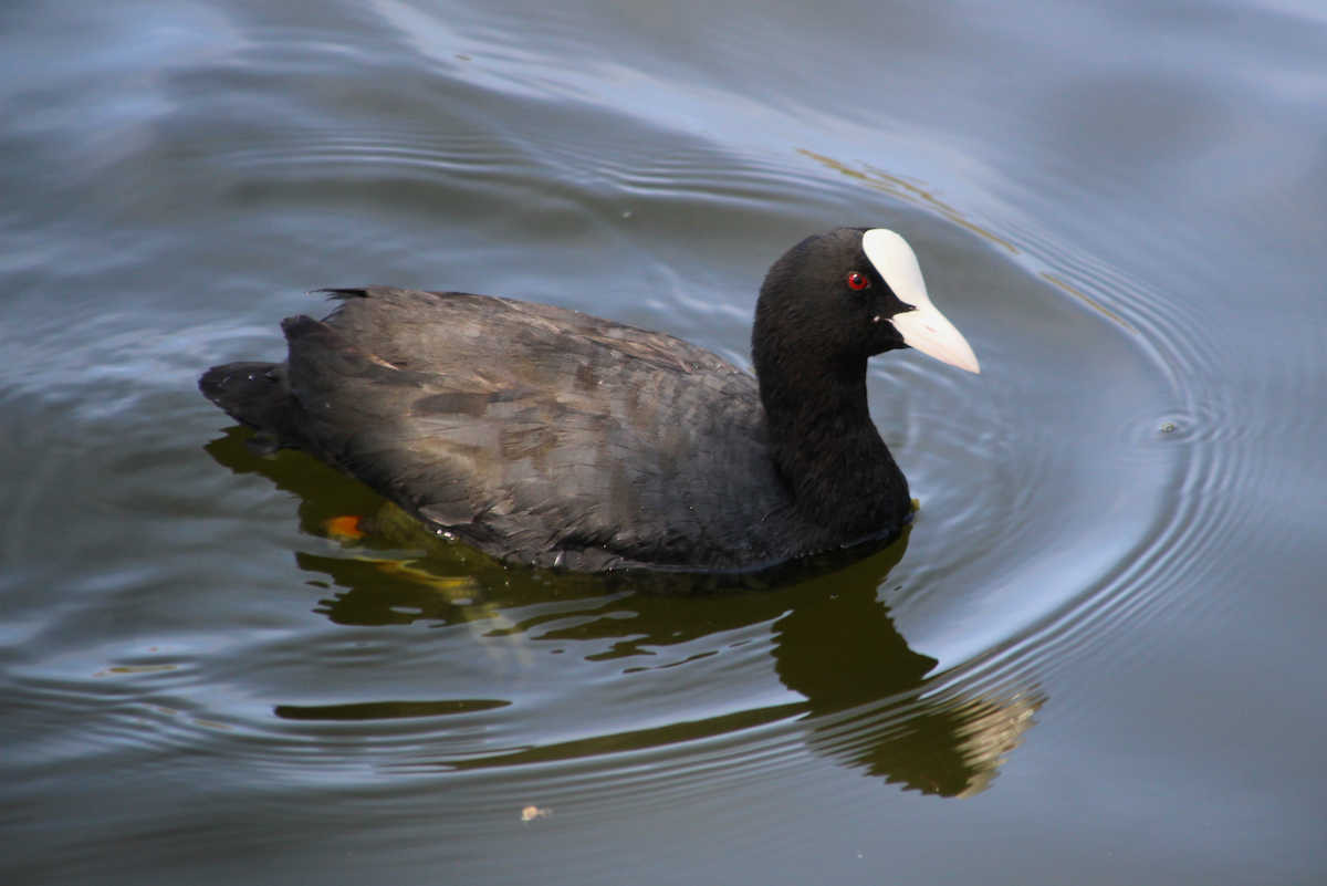 Eurasian Coot - ML453437481