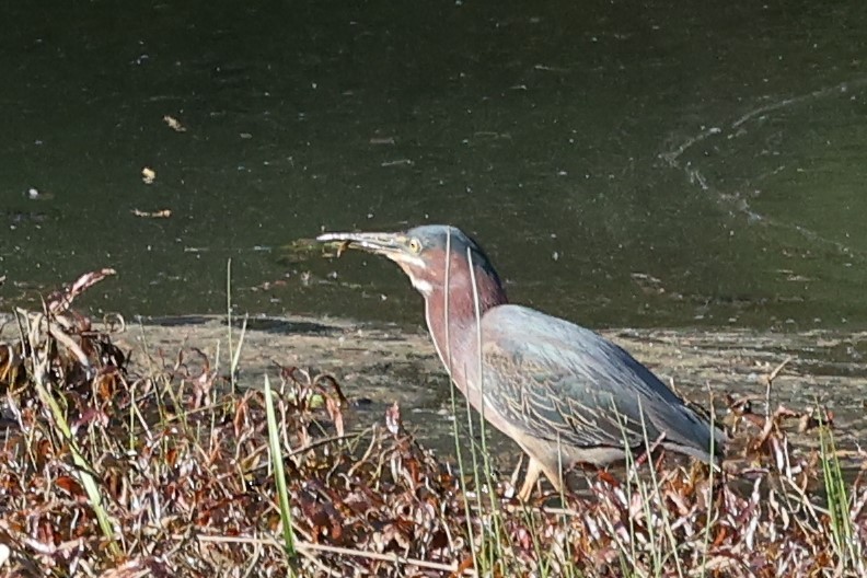 Green Heron - ML453438041