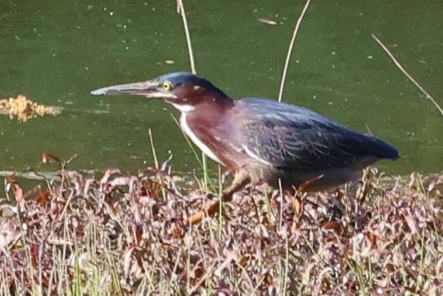 Green Heron - ML453438191
