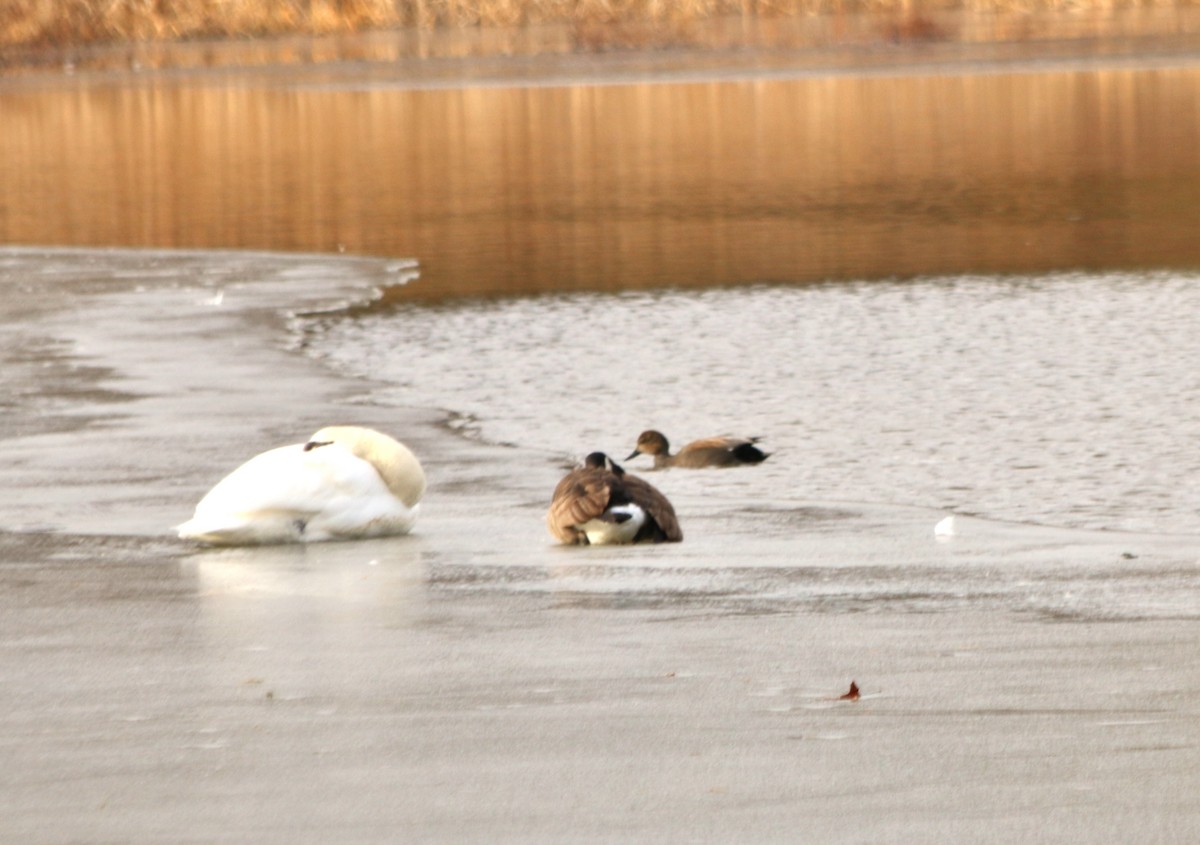 Gadwall - ML45343881