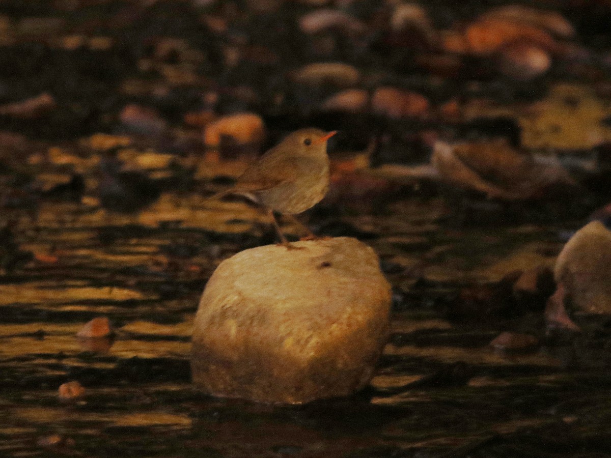 Orange-billed Nightingale-Thrush - ML453438861