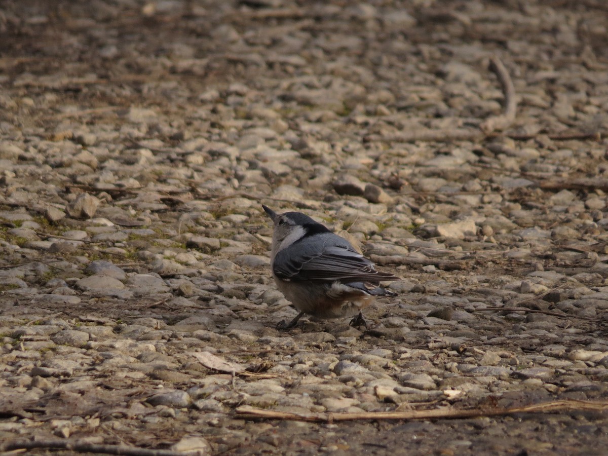 Beyaz Göğüslü Sıvacı (carolinensis) - ML453439191