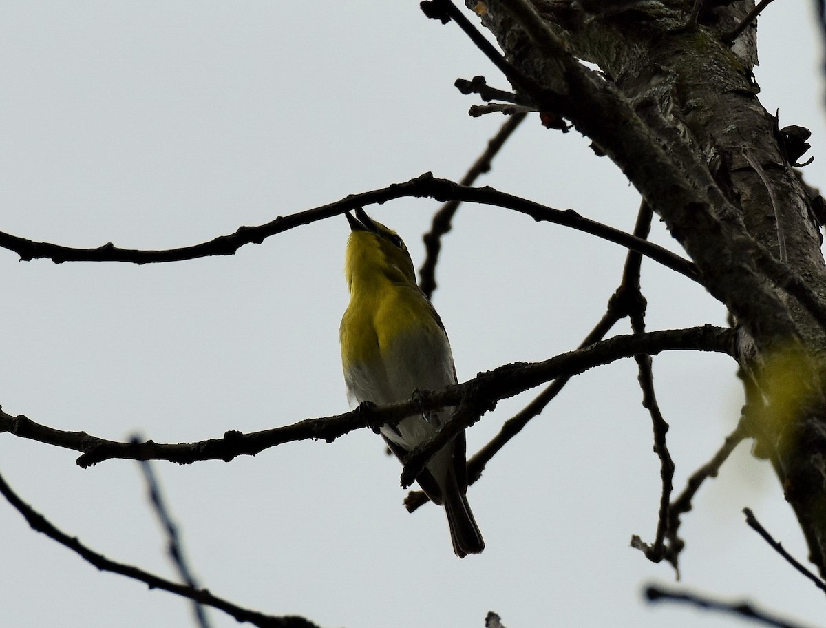 Vireo Gorjiamarillo - ML453439971