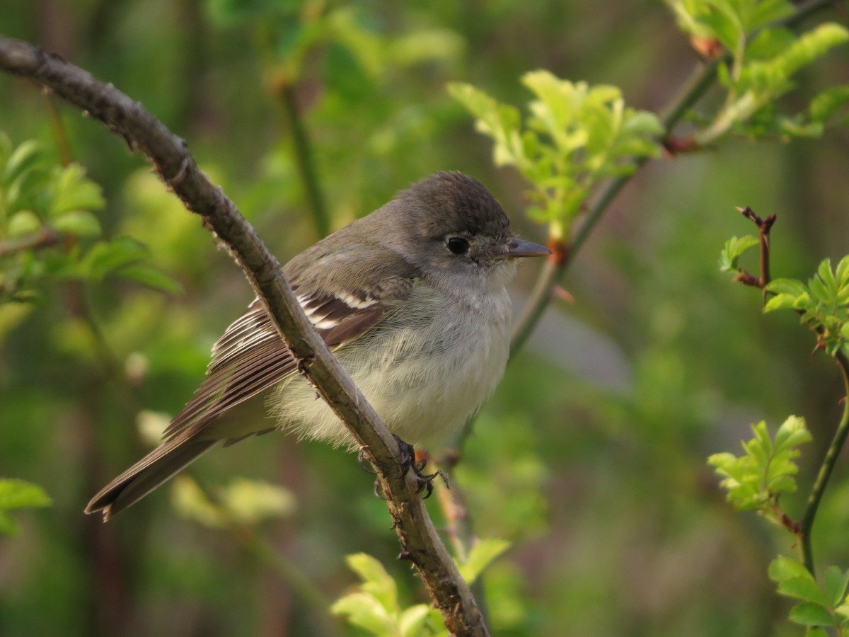 Mosquero sp. (Empidonax sp.) - ML453440151