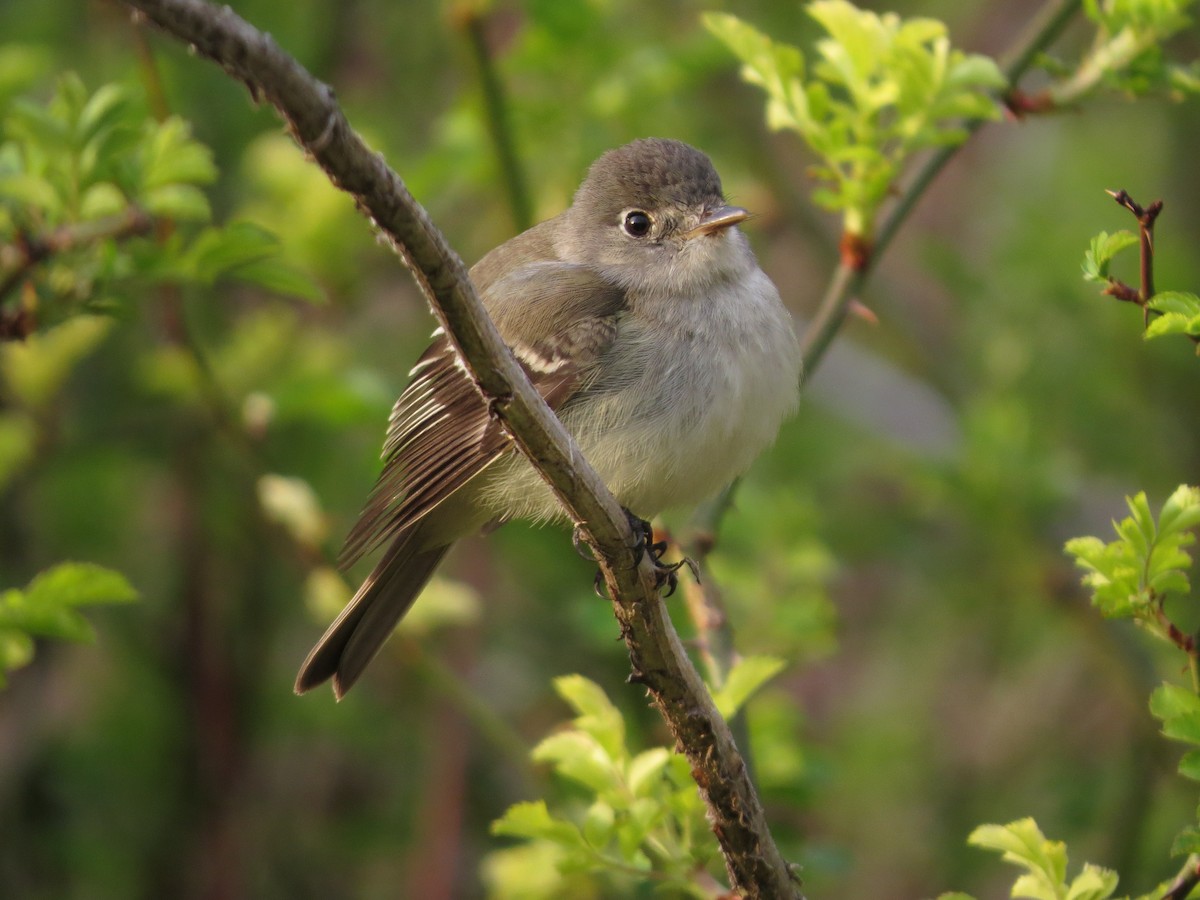 Mosquero sp. (Empidonax sp.) - ML453440161