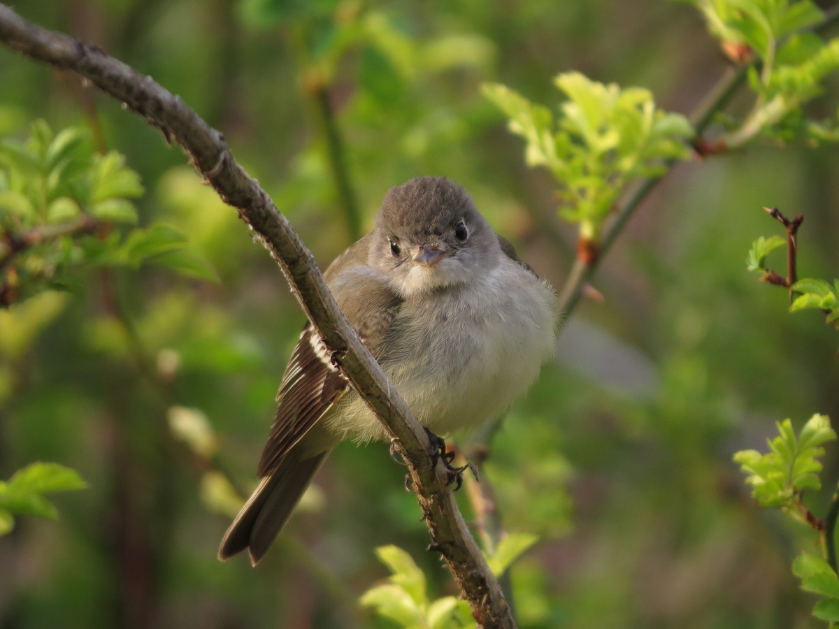 Mosquero sp. (Empidonax sp.) - ML453440171