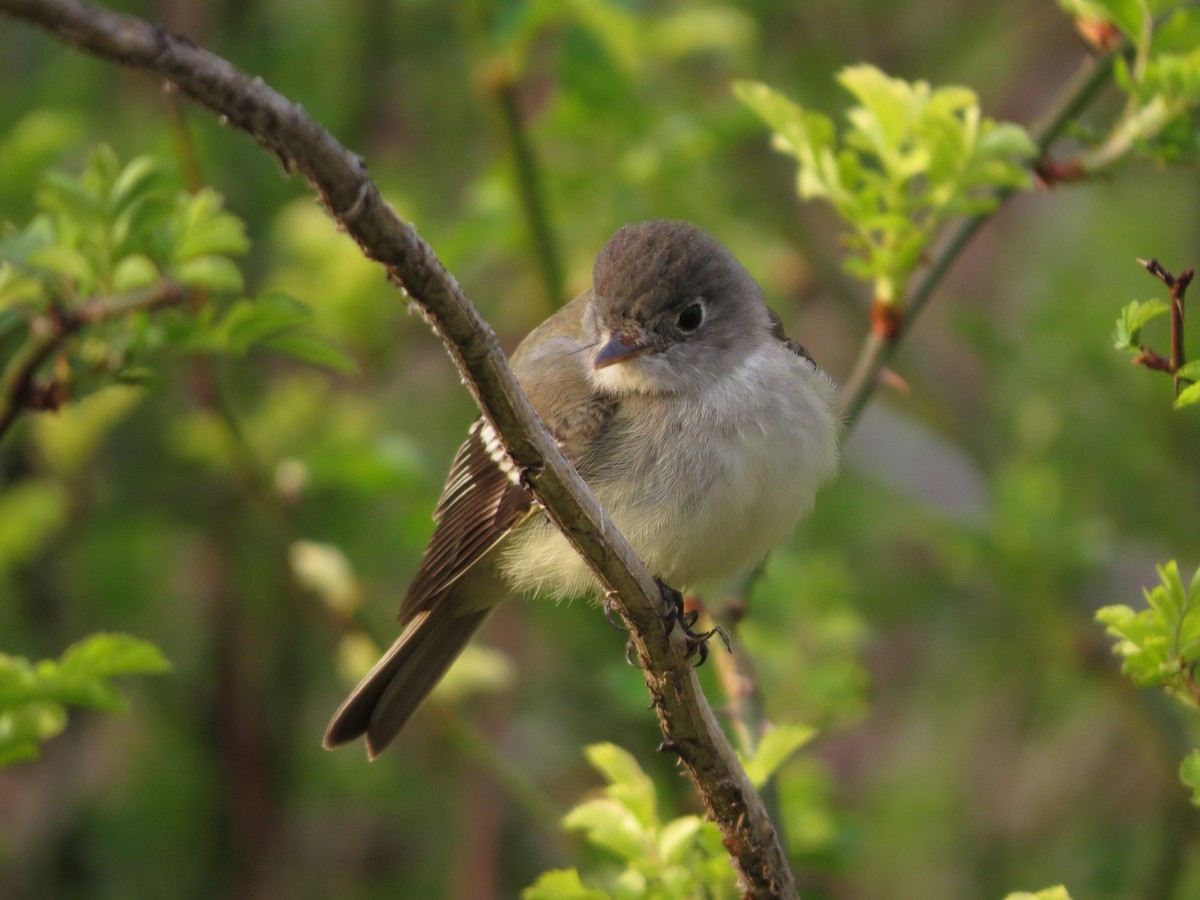 Mosquero sp. (Empidonax sp.) - ML453440181