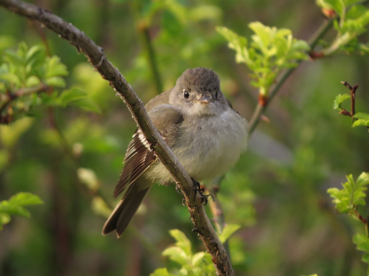 Mosquero sp. (Empidonax sp.) - ML453440191