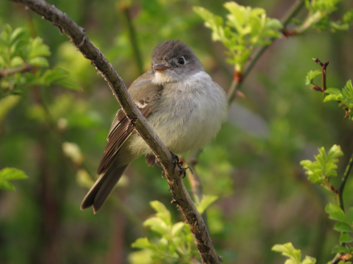 Mosquero sp. (Empidonax sp.) - ML453440201