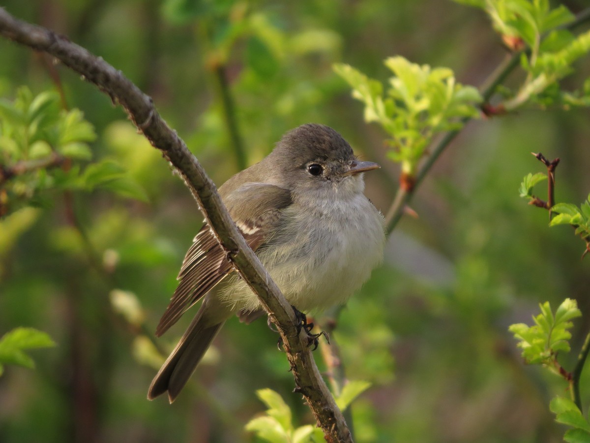 חטפית Empidonax בלתי-מזוהה - ML453440231